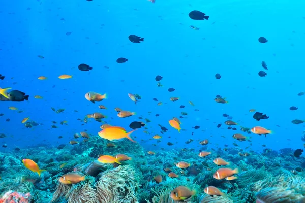 Kolonie von Malediven-Anemonenfischen — Stockfoto