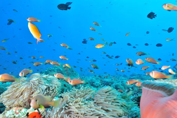 Colônia de Maldivas Anemonefish — Fotografia de Stock