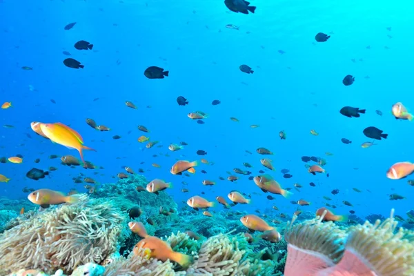 Colonie des Maldives Anemonefish — Photo