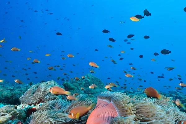 Kolonie von Malediven-Anemonenfischen — Stockfoto