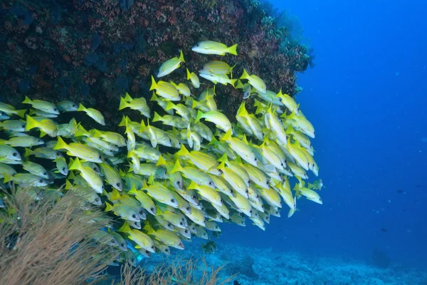 Blue lined snapper — Stock Photo, Image