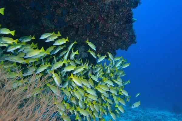 Blue lined snapper — Stock Photo, Image