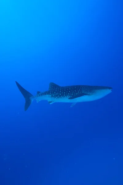 Tiburón ballena nadador — Foto de Stock