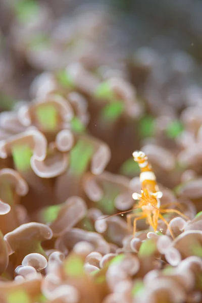 Crevettes sexy sur l'anémone — Photo