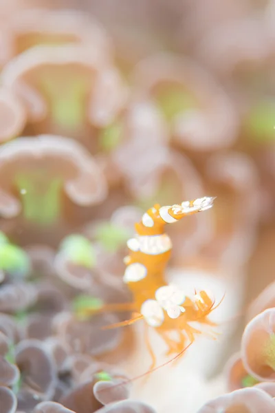 Crevettes sexy sur l'anémone — Photo
