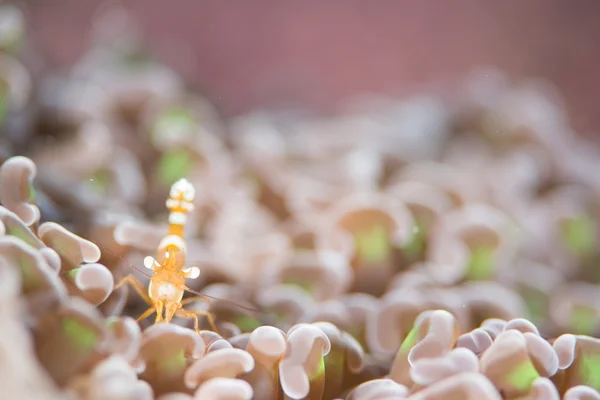 Gamberetti sexy sull'anemone — Foto Stock