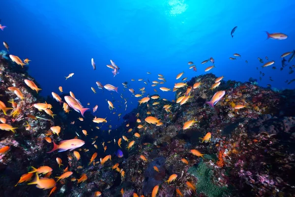 Escuela de goldie de mar — Foto de Stock