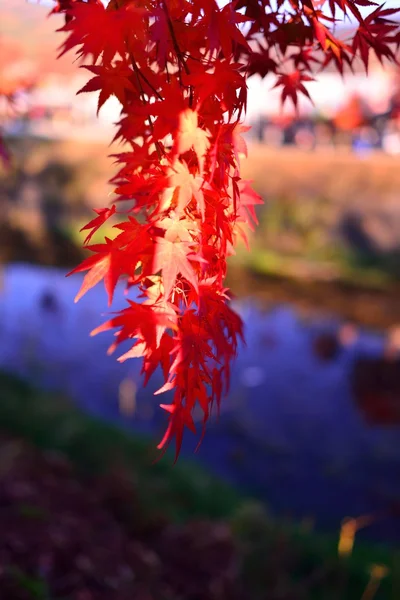 Autumn color in Japan — Stock Photo, Image