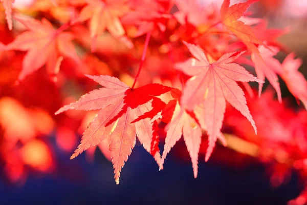 Herfst kleuren in Japan — Stockfoto