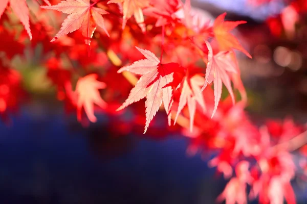 Herfst kleuren in Japan — Stockfoto