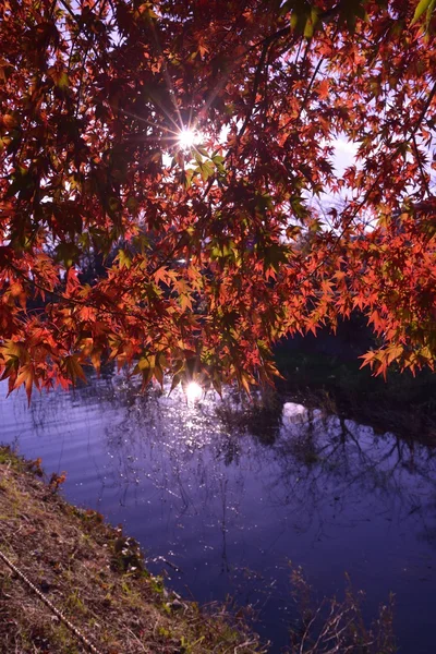 Colore autunno in Giappone — Foto Stock