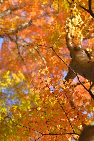 Color de otoño en Japón — Foto de Stock