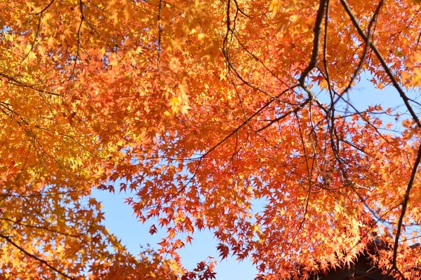 Color de otoño en Japón — Foto de Stock