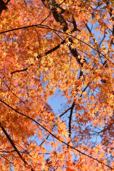 Herbstliche Farbe in Japan — Stockfoto