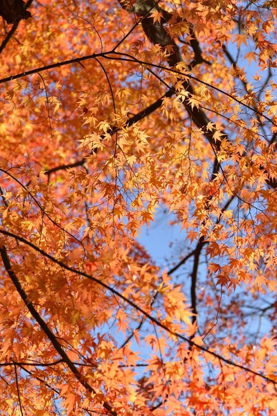 Herbstliche Farbe in Japan — Stockfoto