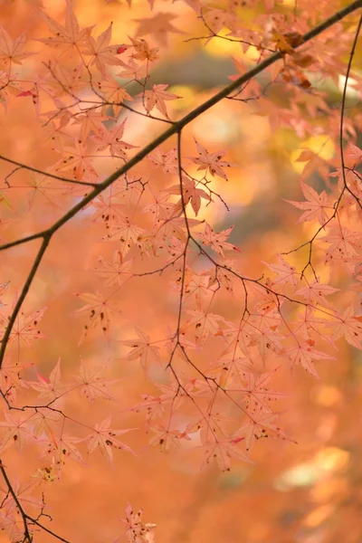 Herfst kleuren in Japan — Stockfoto