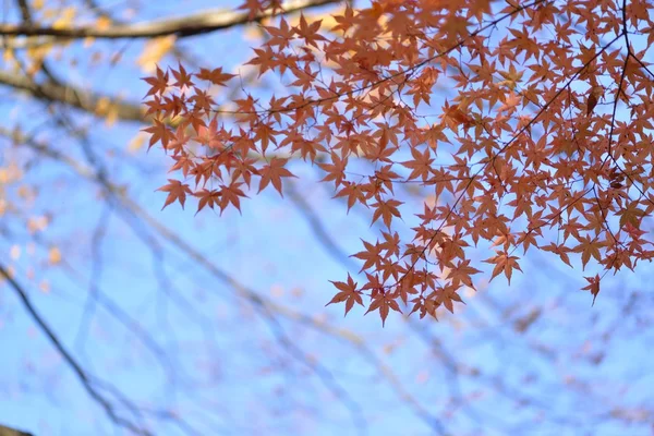Jesienne barwy w Japonii — Zdjęcie stockowe