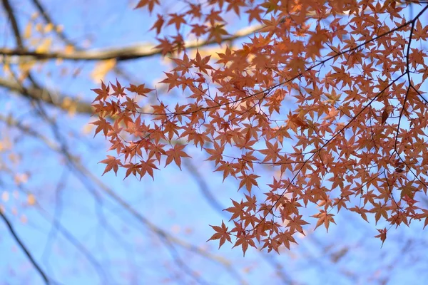 Couleur d'automne au Japon — Photo