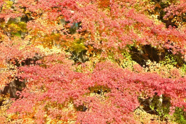 Couleur d'automne au Japon — Photo