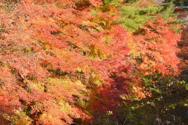 Couleur d'automne au Japon — Photo