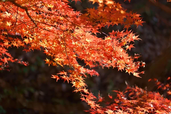 Color de otoño en Japón — Foto de Stock