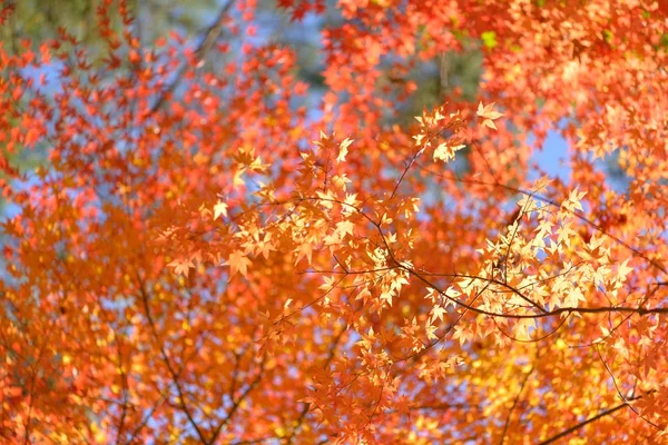 Color de otoño en Japón — Foto de Stock