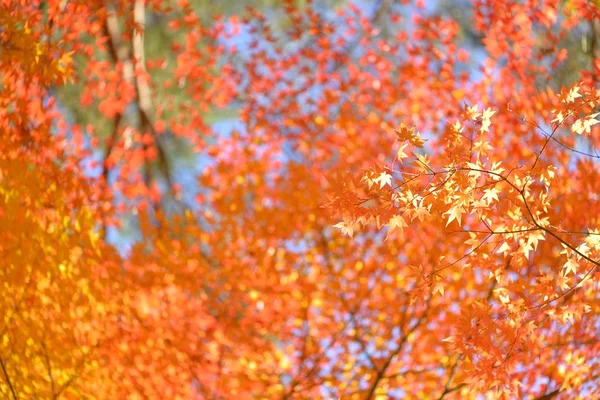 Herbstliche Farbe in Japan — Stockfoto