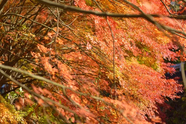 Herbstliche Farbe in Japan — Stockfoto