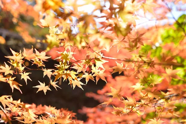 Color de otoño en Japón — Foto de Stock