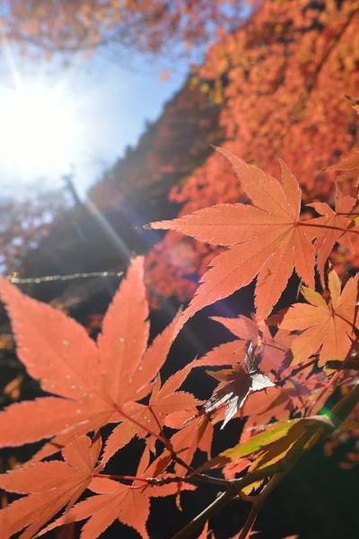 Color de otoño en Japón — Foto de Stock