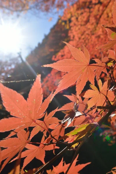 Herbstliche Farbe in Japan — Stockfoto