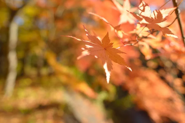 Color de otoño en Japón — Foto de Stock