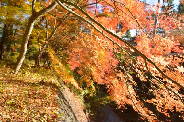 Herfst kleuren in Japan — Stockfoto