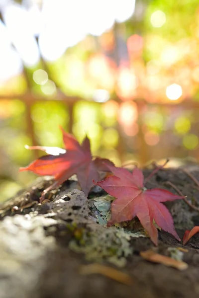 Japonya'da sonbahar renk — Stok fotoğraf