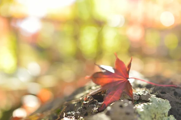 Podzimní barvy v Japonsku — Stock fotografie