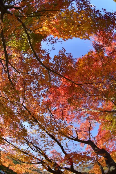 Color de otoño en Japón — Foto de Stock