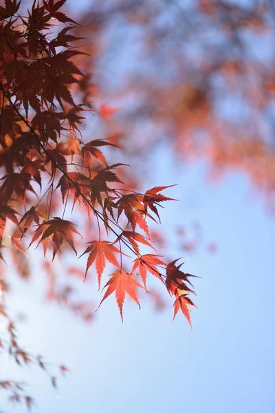 Podzimní barvy v Japonsku — Stock fotografie