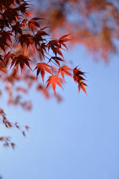 日本の秋の色 — ストック写真