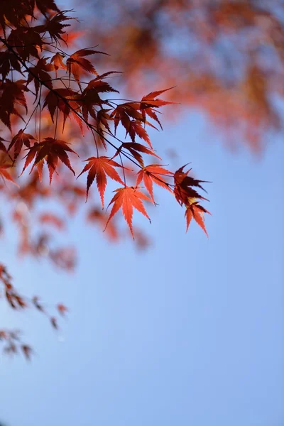 Cor do outono no Japão — Fotografia de Stock