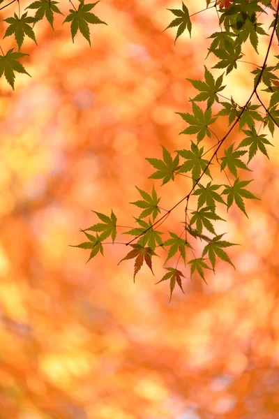 Herfst kleuren in Japan — Stockfoto