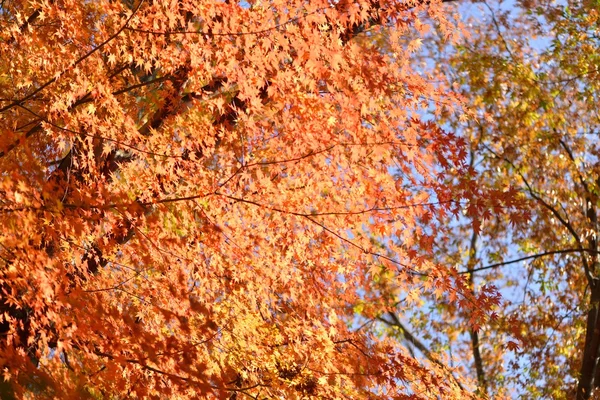 Couleur d'automne au Japon — Photo