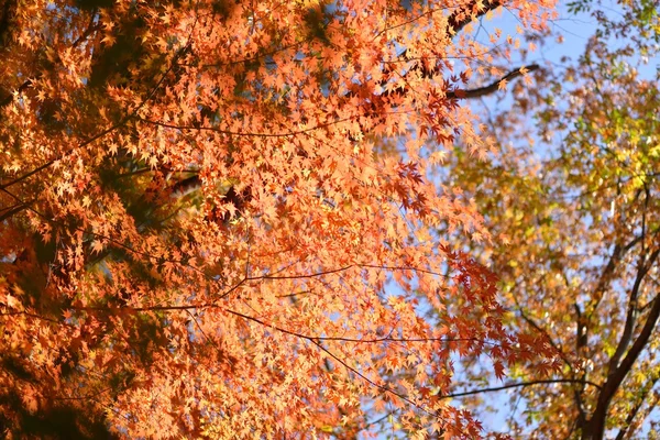 Höstfärg i Japan — Stockfoto