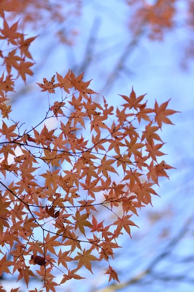 Herfst kleuren in Japan — Stockfoto