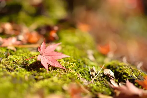 Podzimní barvy v Japonsku — Stock fotografie