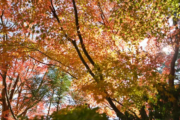 Herbstliche Farbe in Japan — Stockfoto