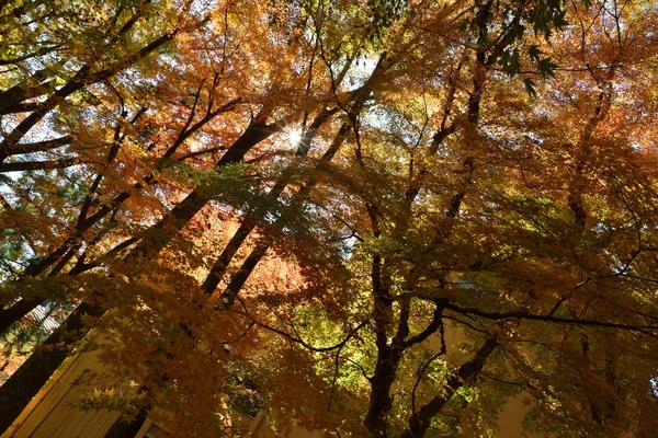 Couleur d'automne au Japon — Photo