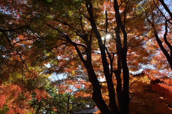 Осенний цвет в Японии — стоковое фото