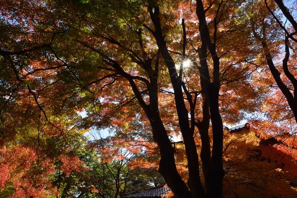 Herbstliche Farbe in Japan — Stockfoto