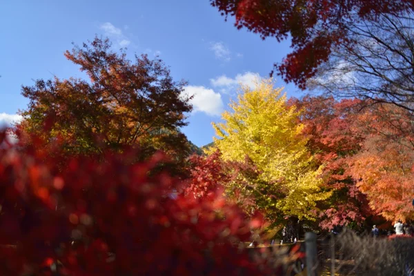 Cor do outono no Japão — Fotografia de Stock