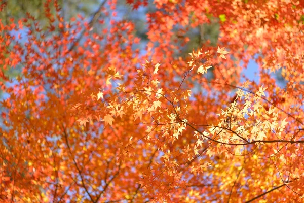 Herbstliche Farbe in Japan — Stockfoto